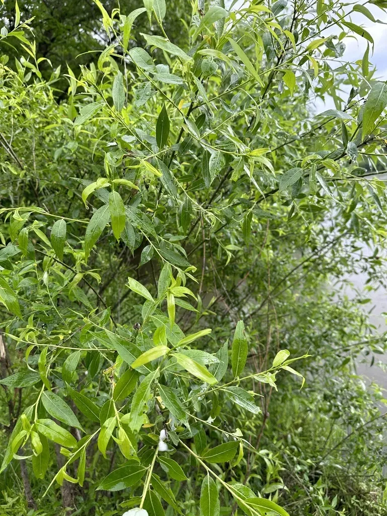 Korean Willow