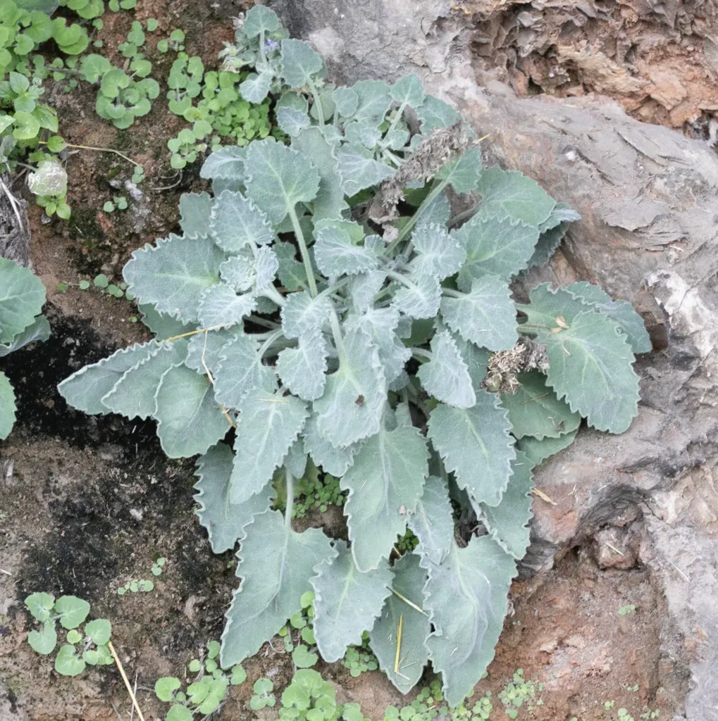 Campanula Elatinoides