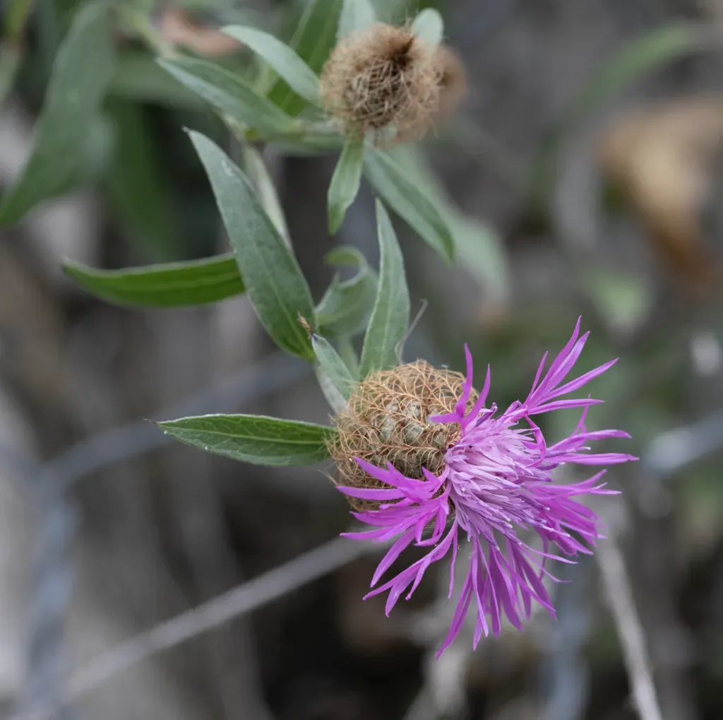 Rhaetian Knapweed