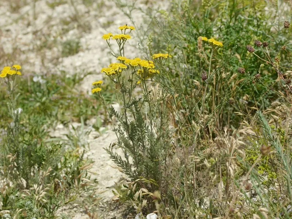 Tanacetum Millefolium