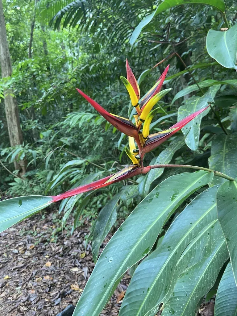 Heliconia Vaginalis
