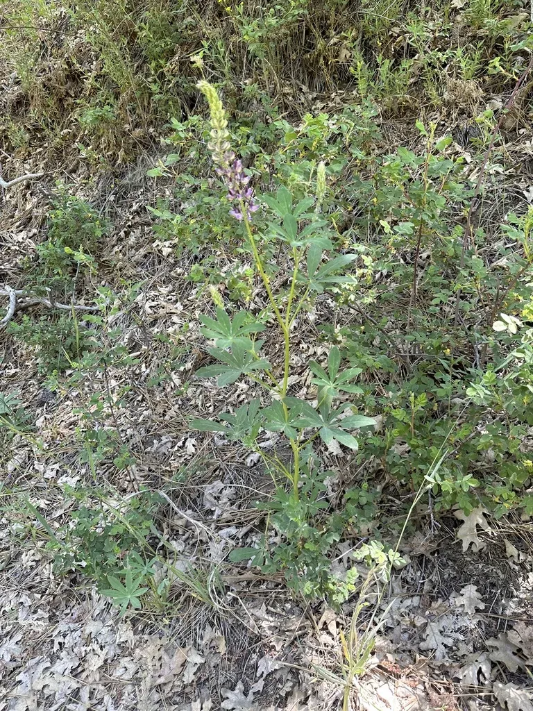 Broadleaf Lupine