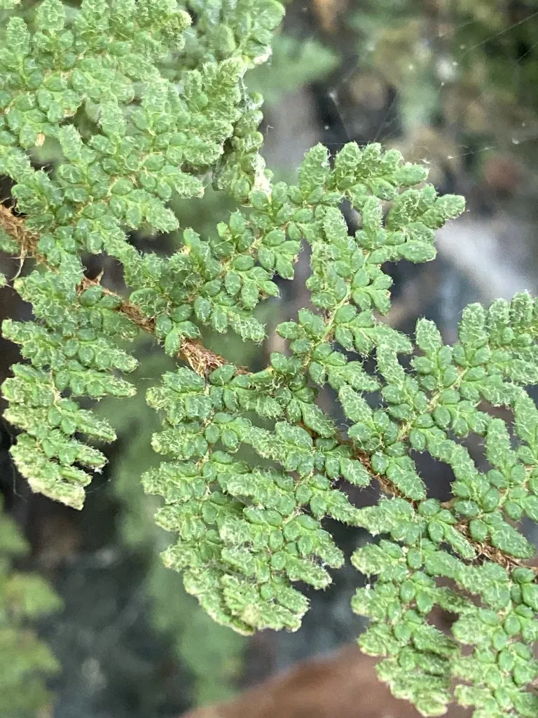 Woolly Lipfern