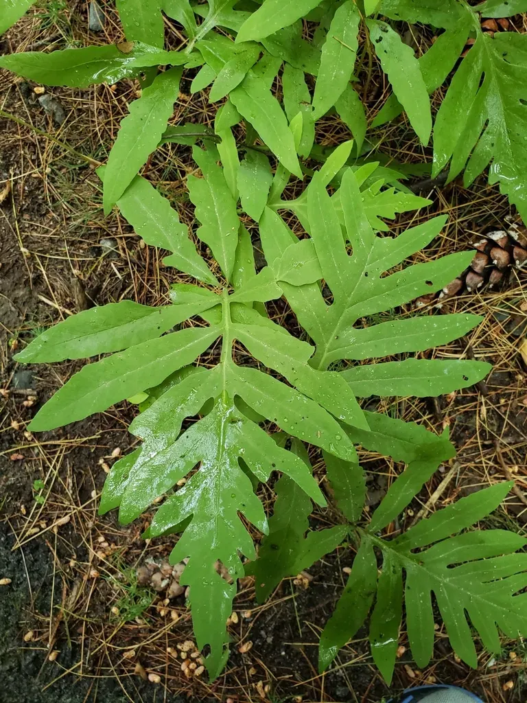 Sensitive Fern