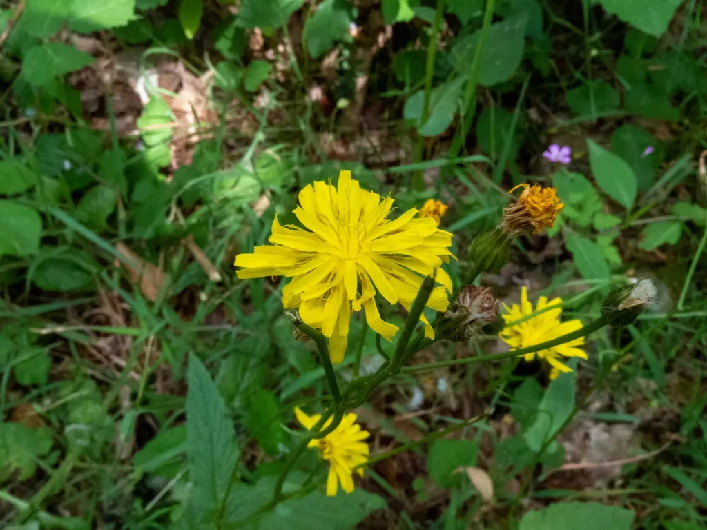Crepis Lampsanoides