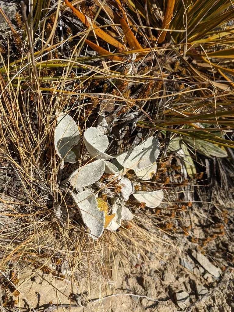 Brachyglottis Haastii