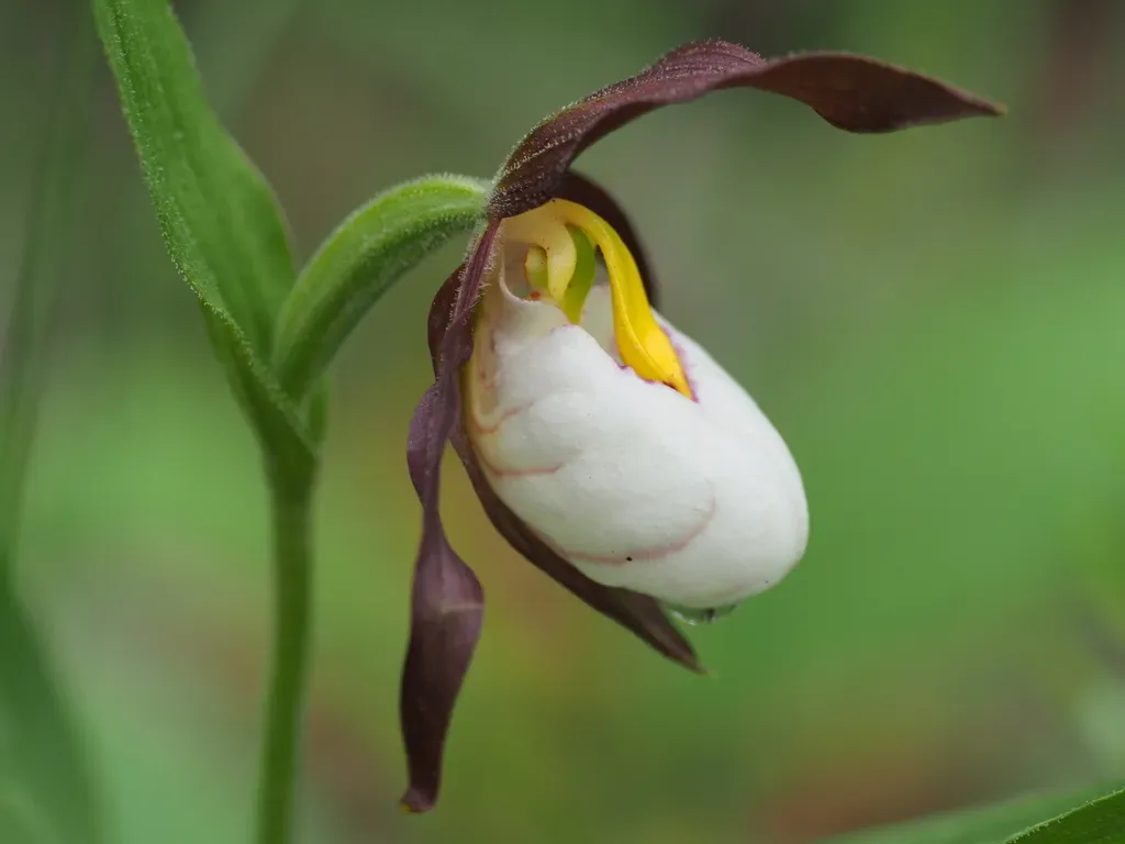 Mountain Lady's Slipper