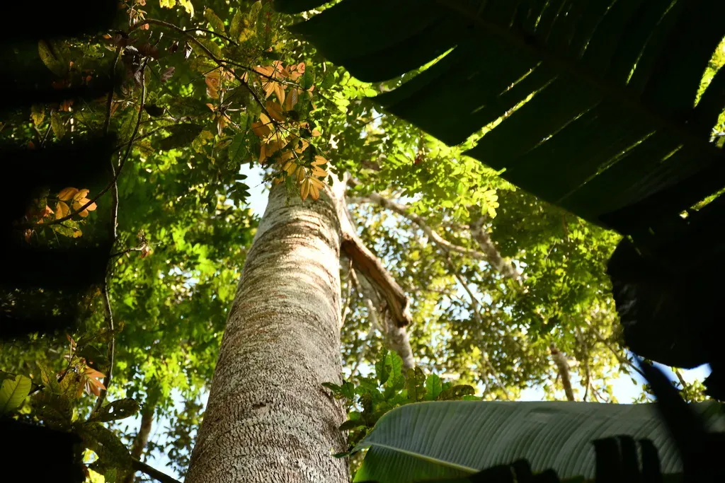 Couratari Macrosperma