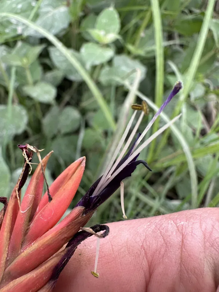 Tillandsia Gruberi