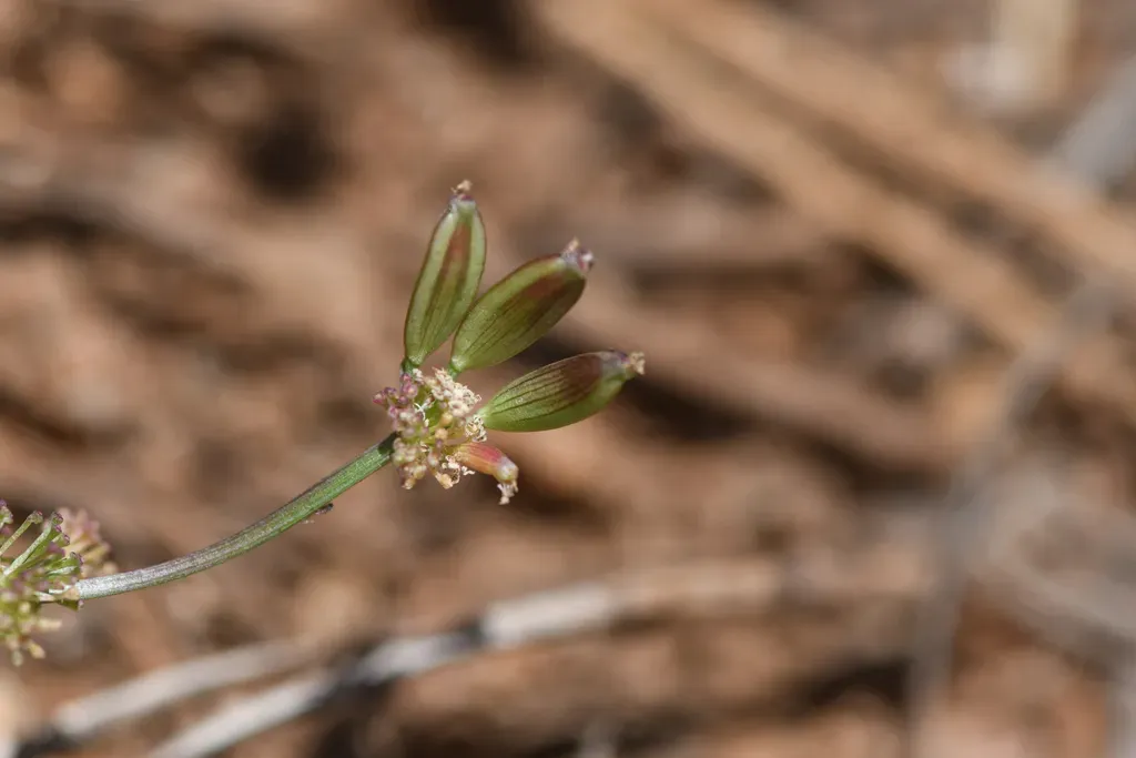 Tracy's Lomatium