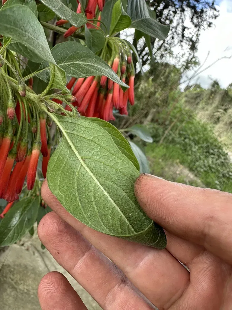 Iochroma Fuchsioides
