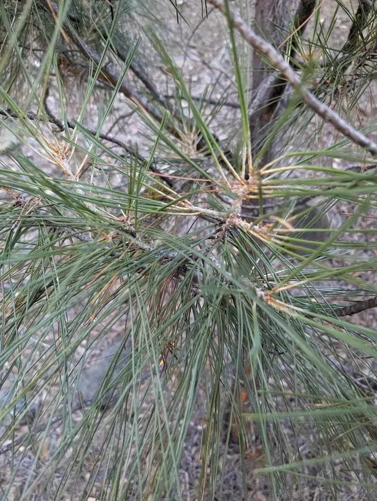 Gray Pine Dwarf-mistletoe