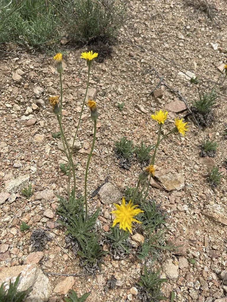 Crepis Crocea
