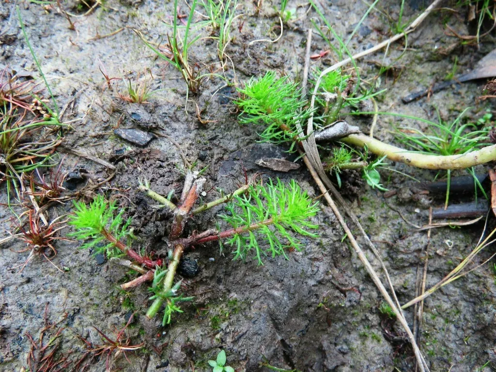 Upright Water-milfoil