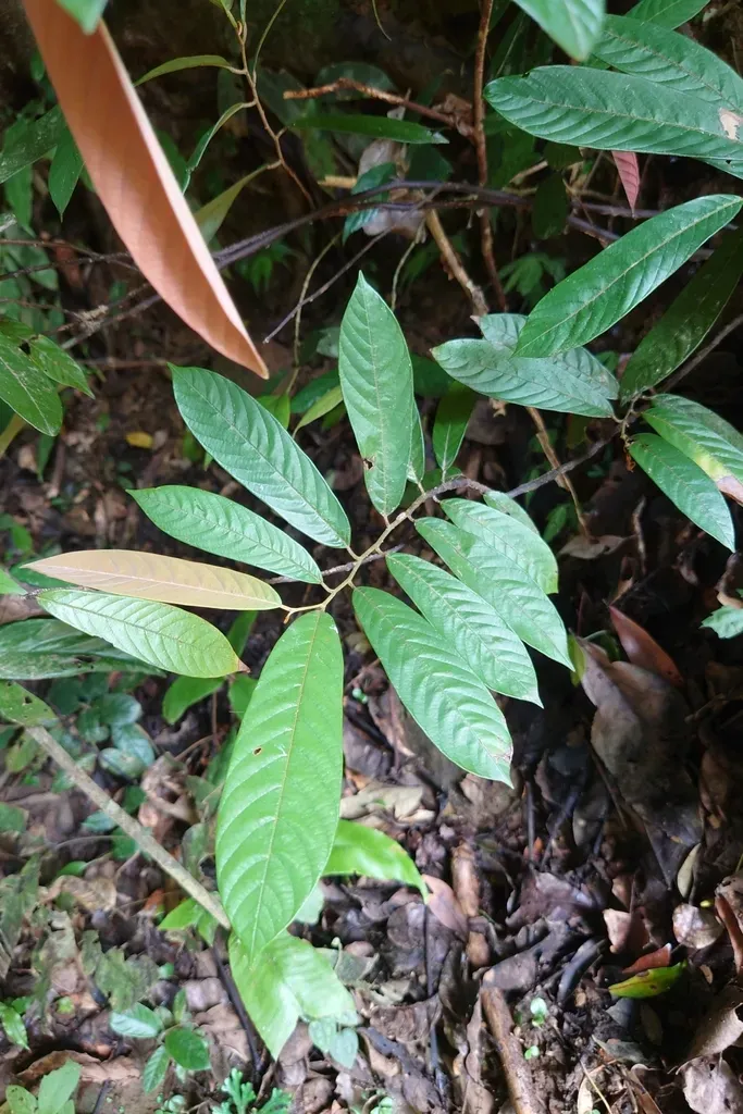 Fissistigma Glaucescens