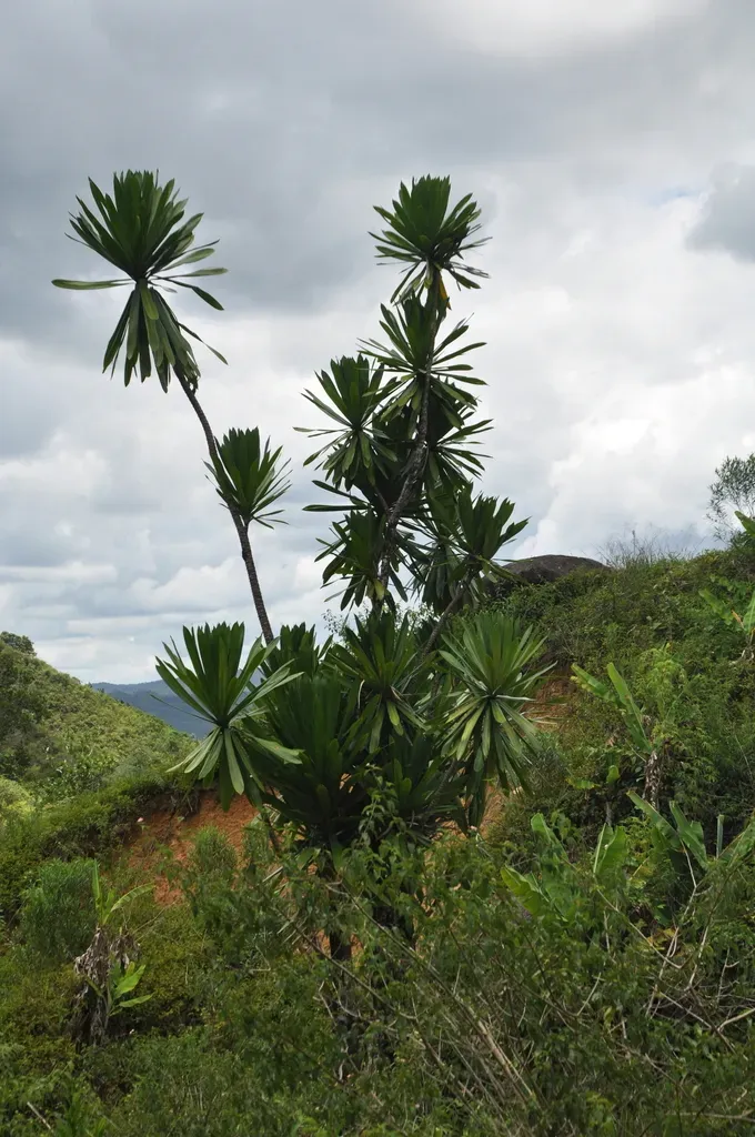 Dracaena Xiphophylla