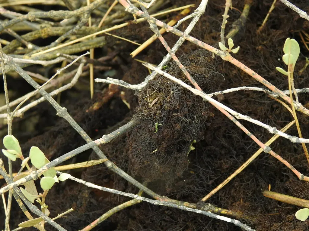 Bostrychia Scorpioides