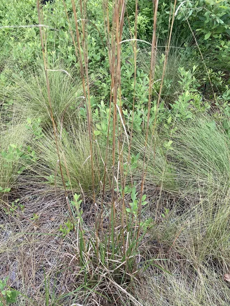 Purple Bluestem