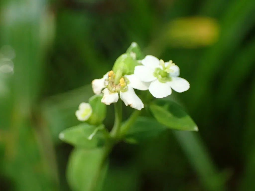 False Flowering Spurge