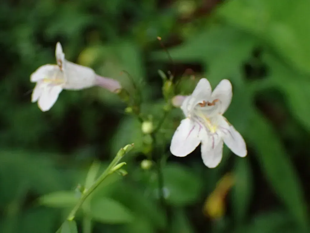 Eastern Smooth Beardtongue