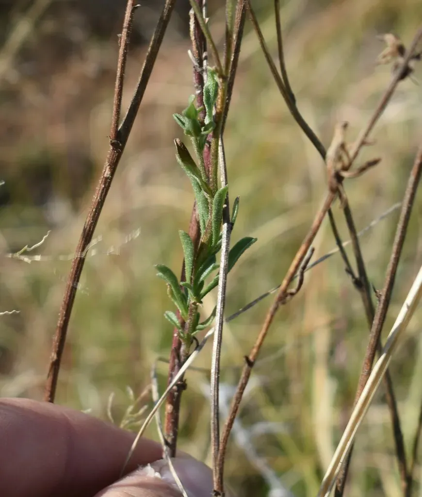 Nidorella Podocephala
