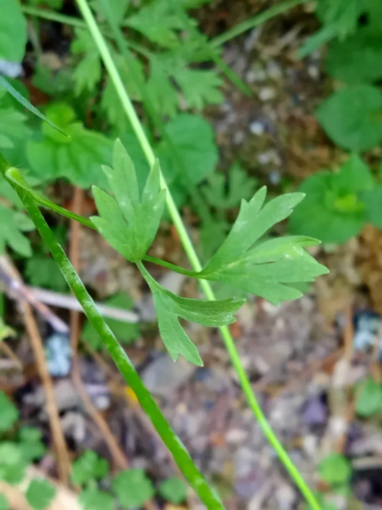 Ranunculus Henriquesii