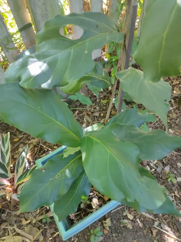 North Queensland Purple Laurel