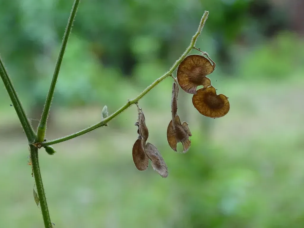 Desmodium Infractum