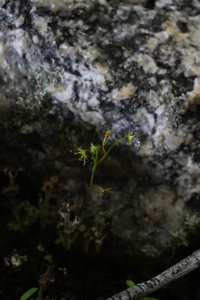 Drosera Modesta