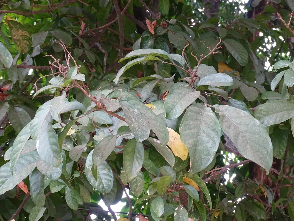 Matayba Clavelligera