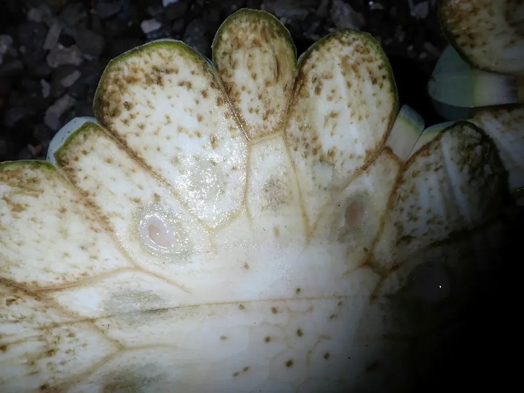 Knob-fruited Screwpine