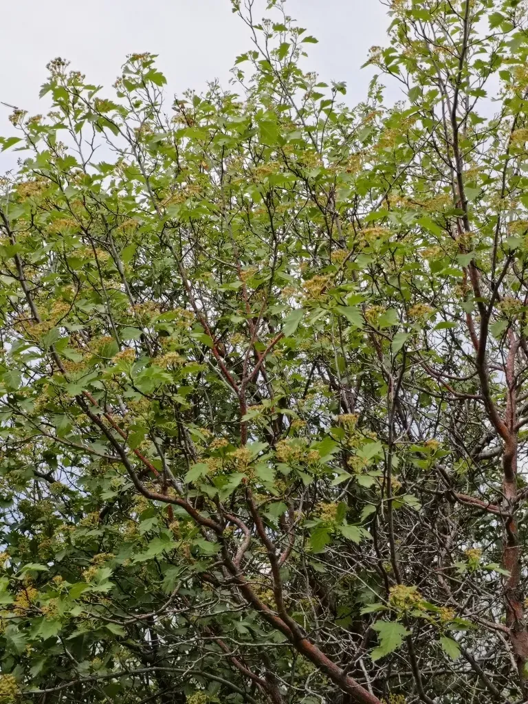 Altai Mountain Thorn