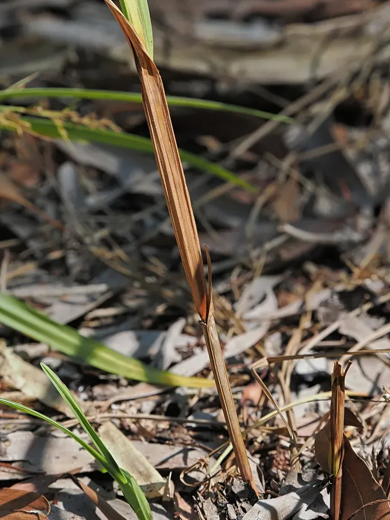 Scleria Novae-hollandiae