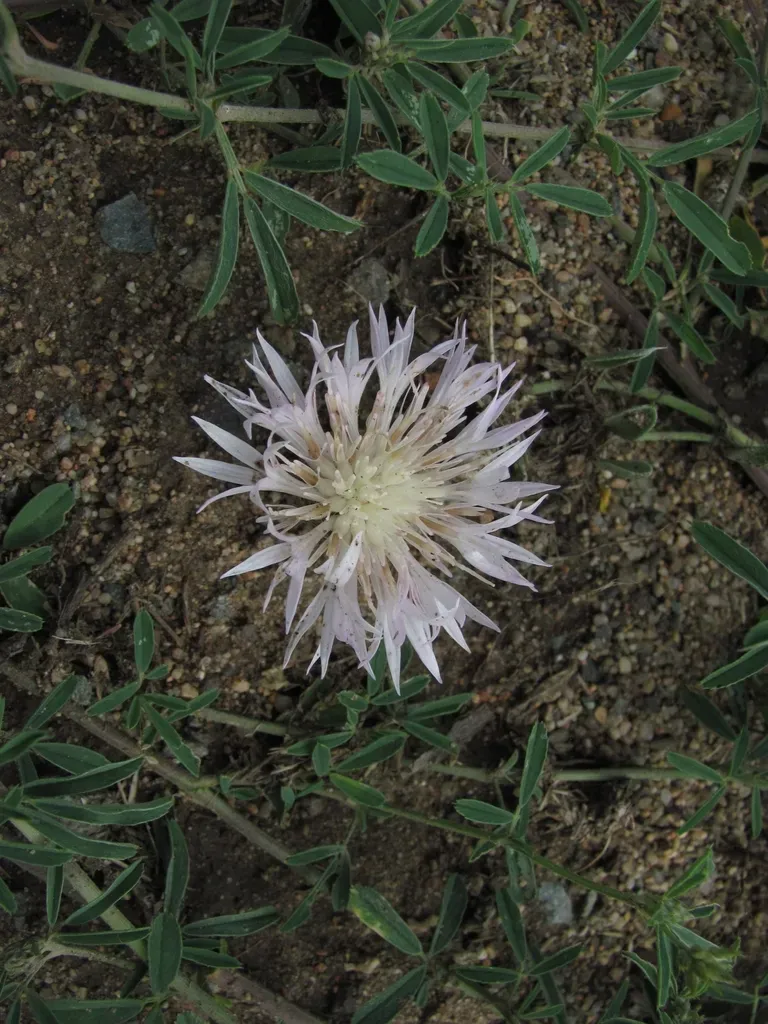 Psephellus Turgaicus