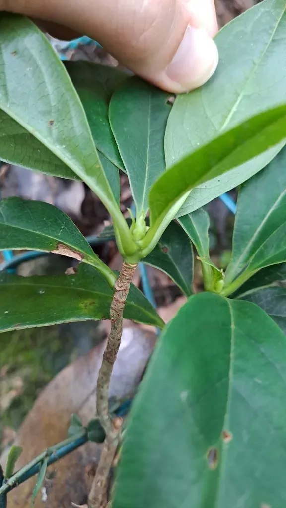 Five-flowered Enkianthus