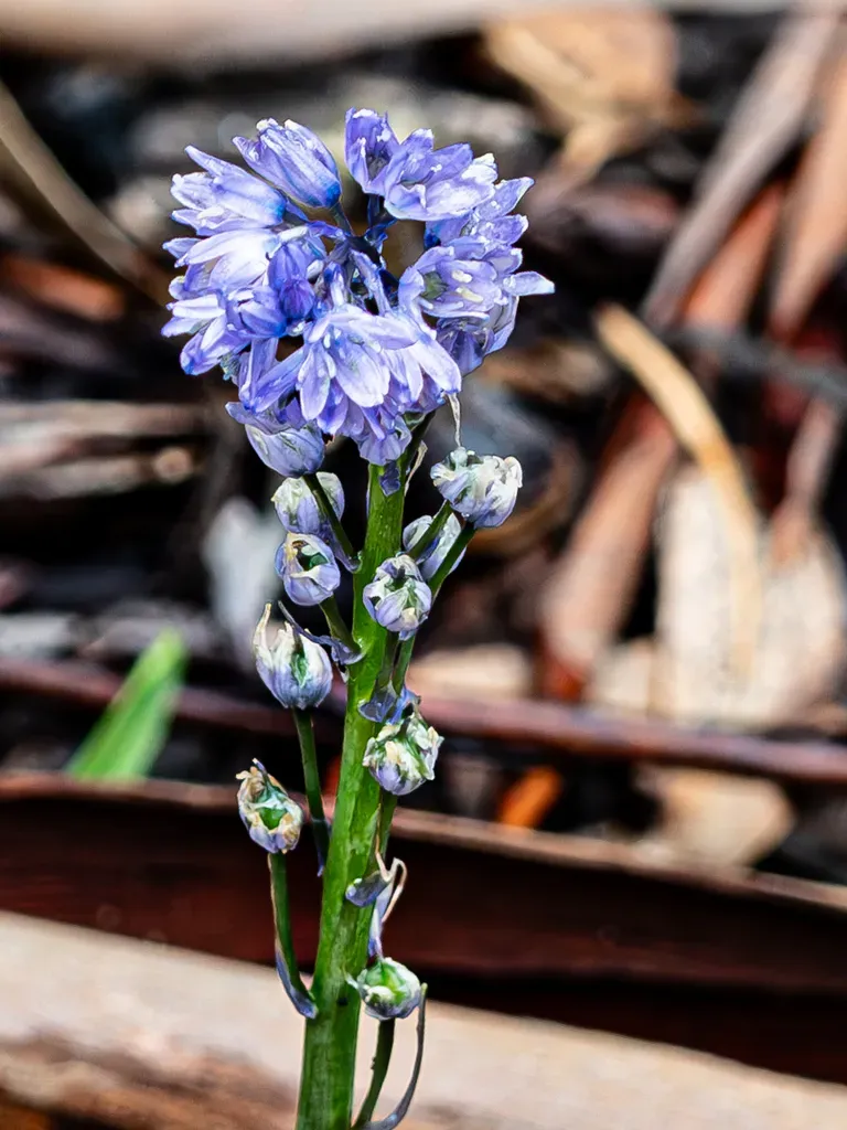 Hyacinthoides Paivae