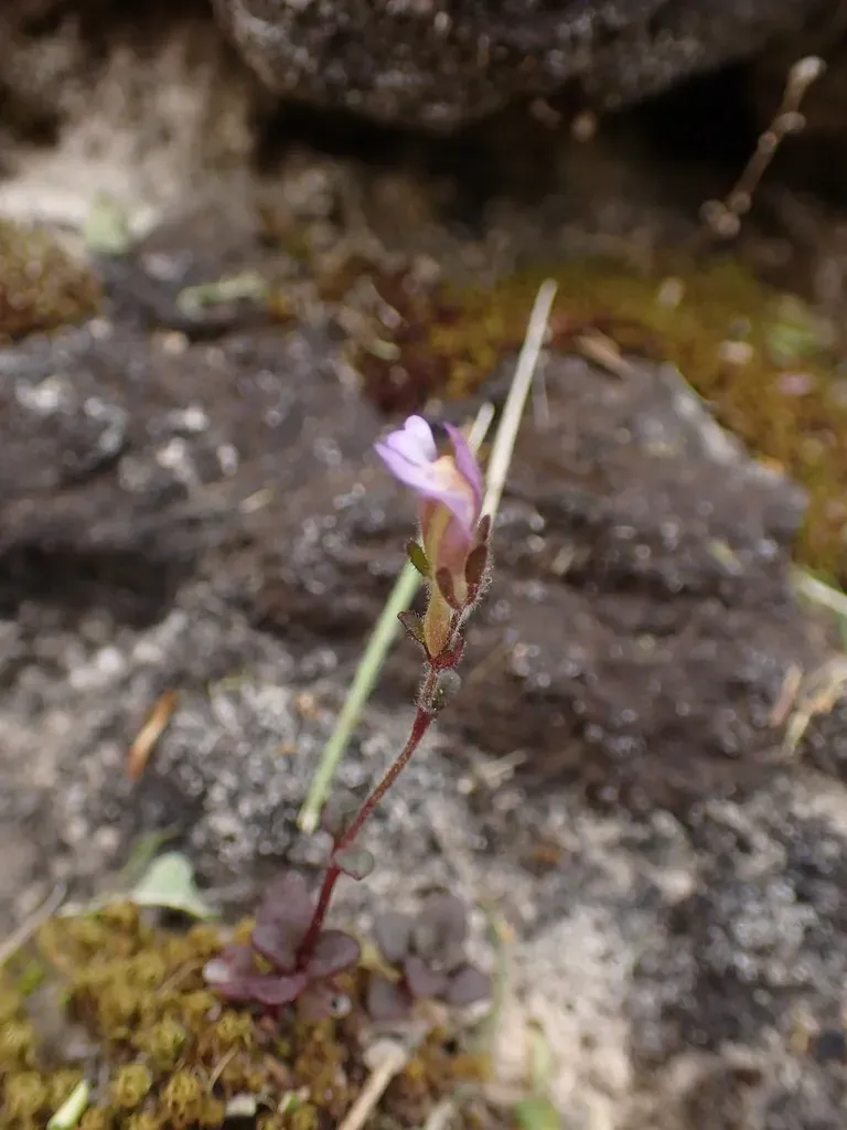 Red-leaved Toadflax