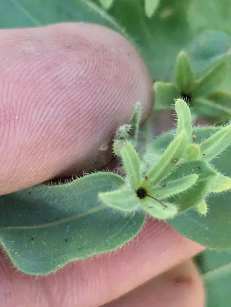 California Stoneseed