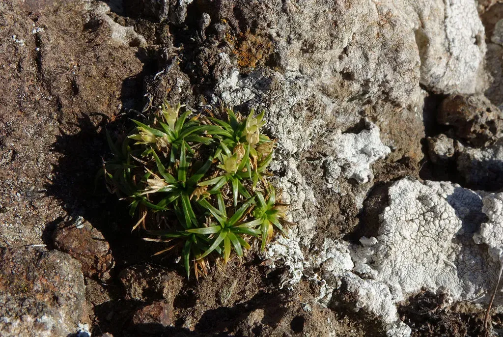 Colobanthus Muelleri