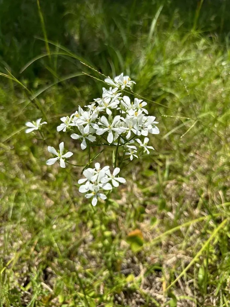 Lanceleaf Rosegentian