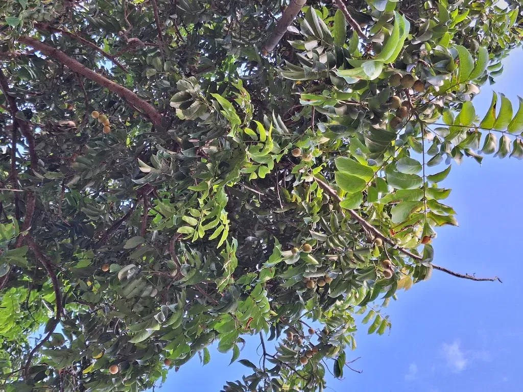 Dracontomelon Vitiense