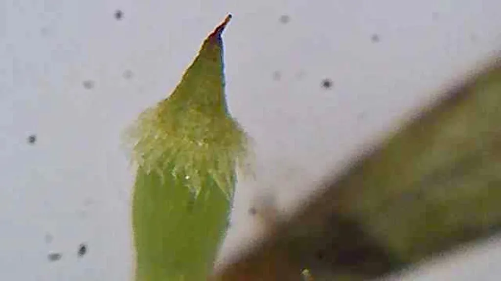 Calyptrochaeta Brownii