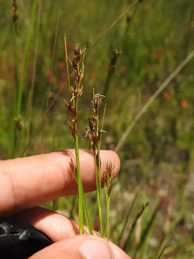 Rhynchospora Modesti-lucennoi