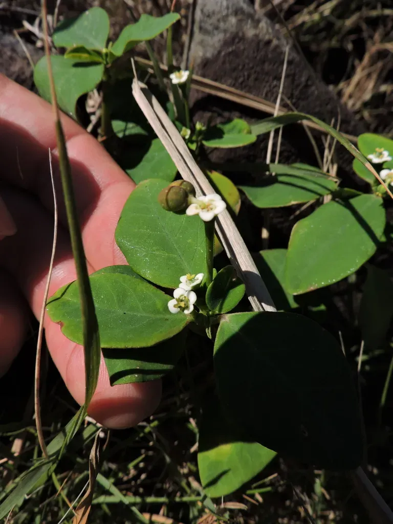 Euphorbia Sarcoceras