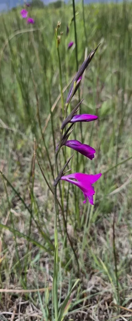 Marsh Gladiolus