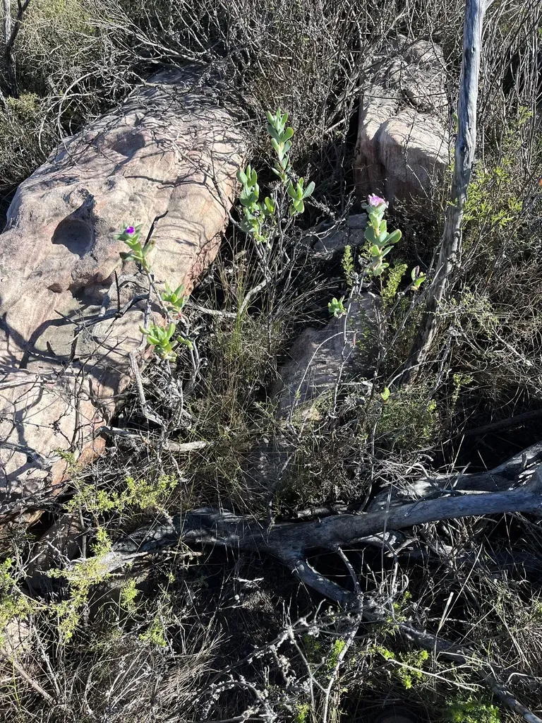 Magnificent Spoonfig