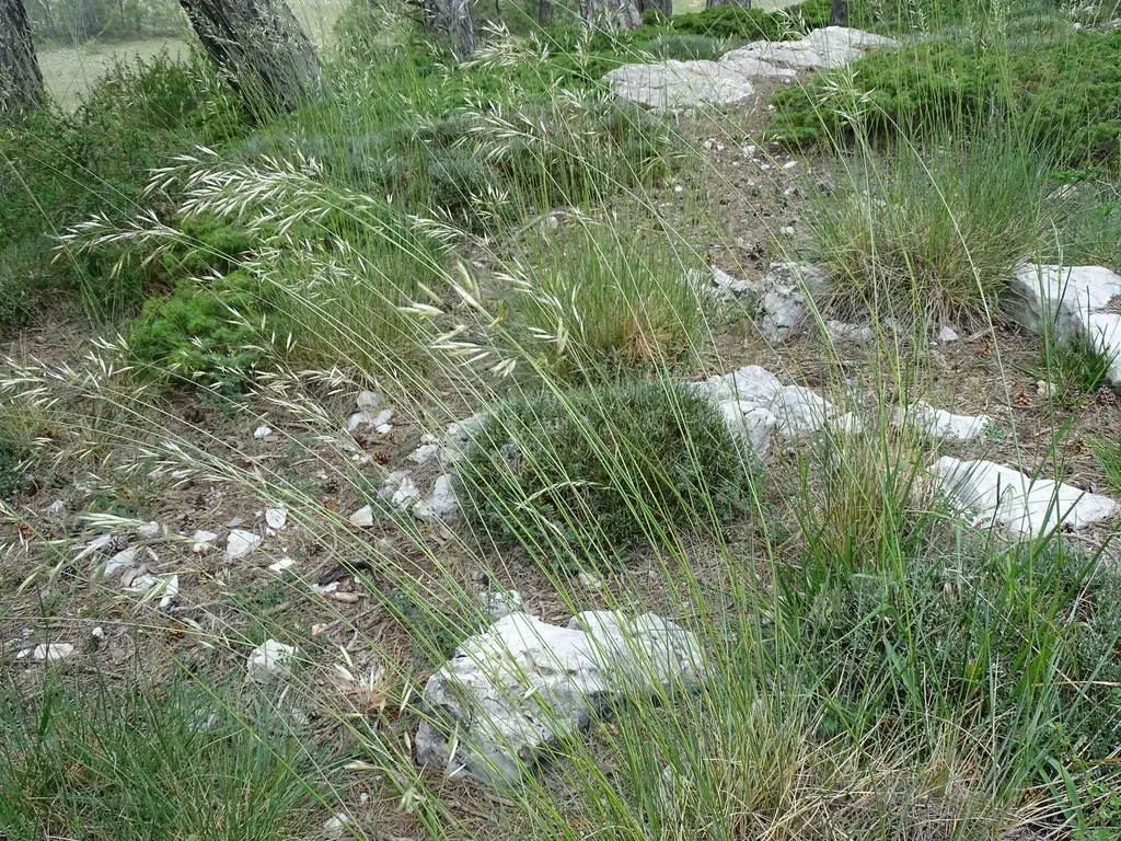 Helictotrichon Filifolium