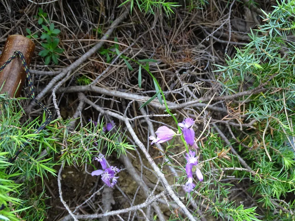 Polygala Boissieri