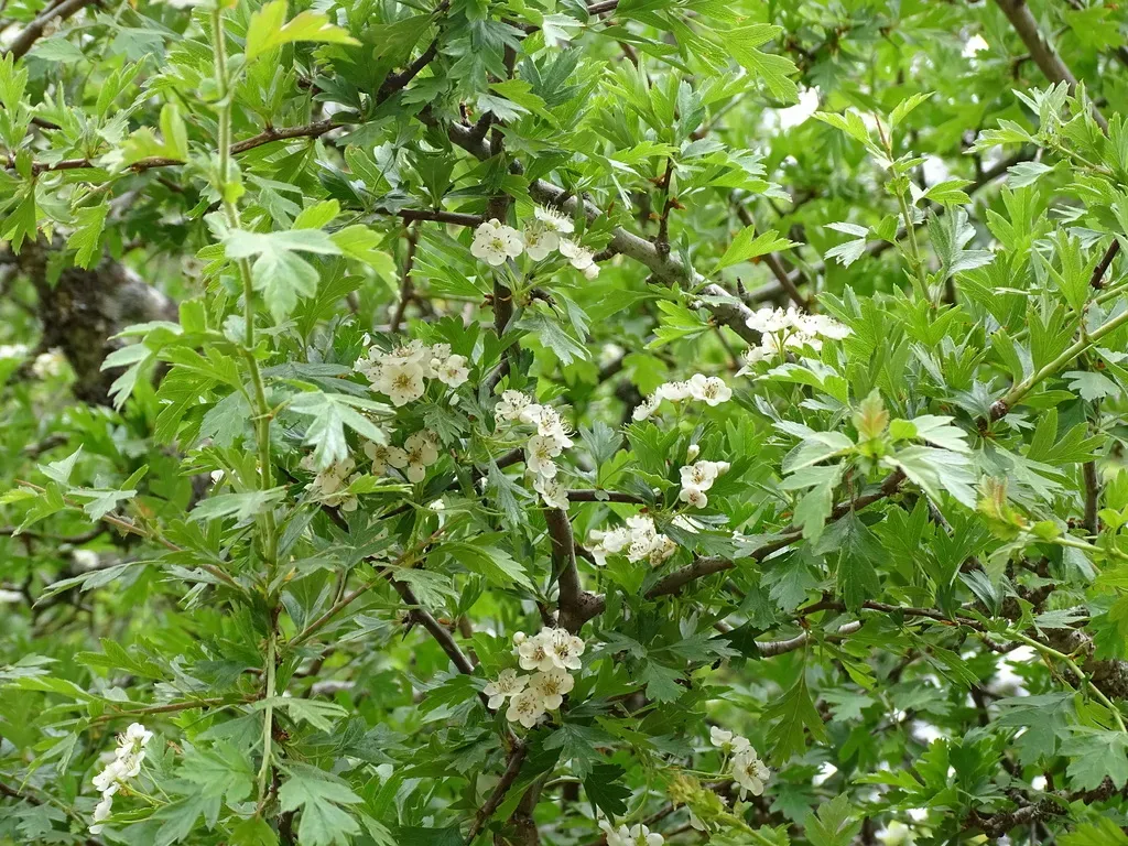 Crataegus Granatensis
