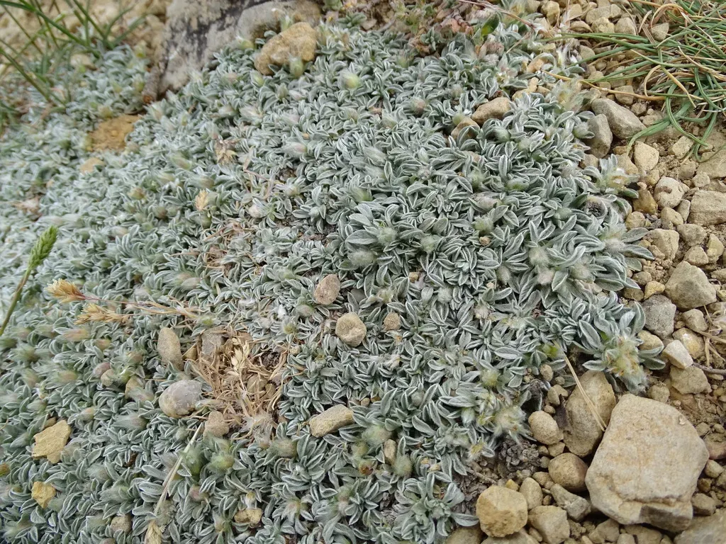 Convolvulus Boissieri